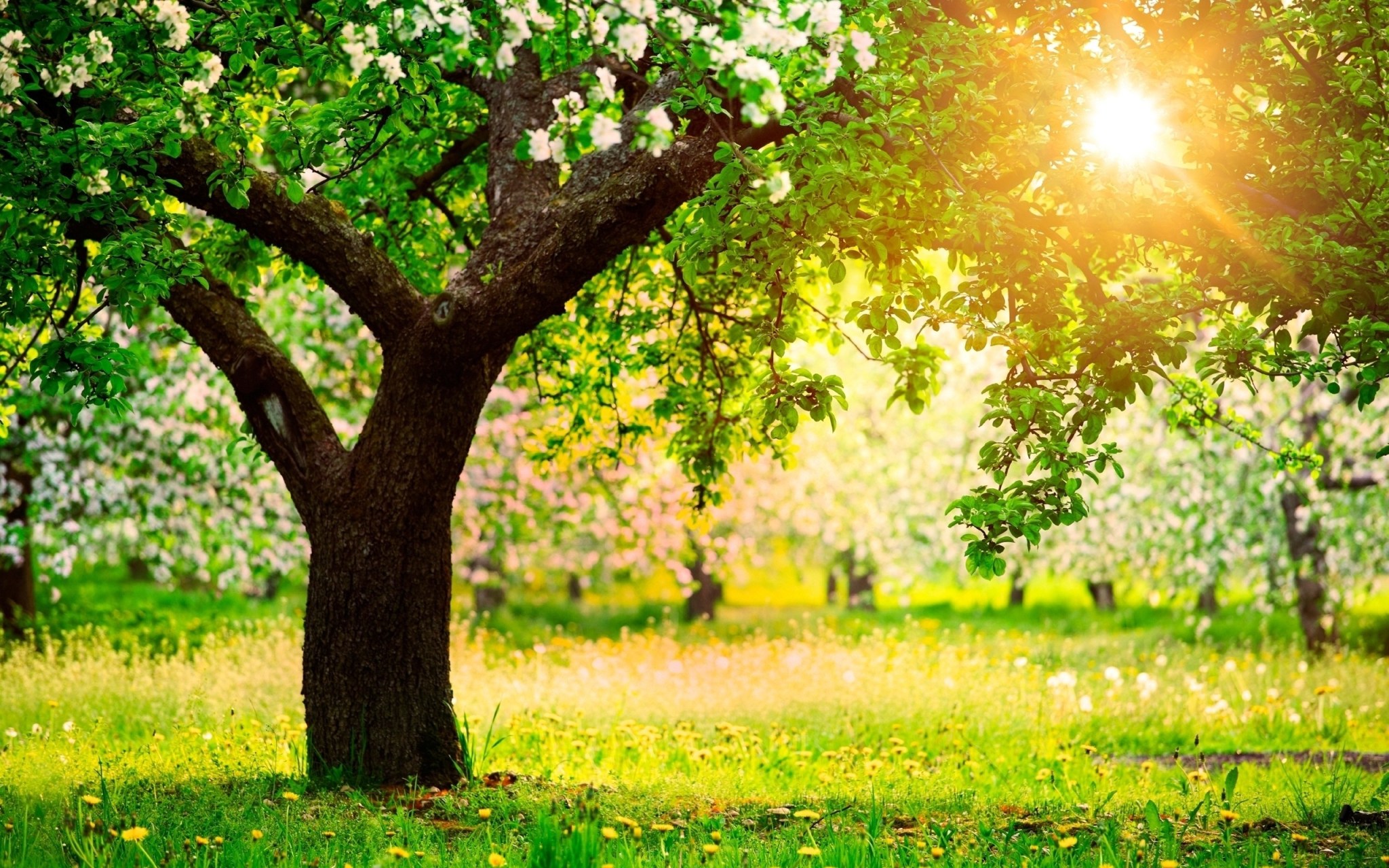one-sunny-spring-day-2560x1600-wide-wallpapers-net