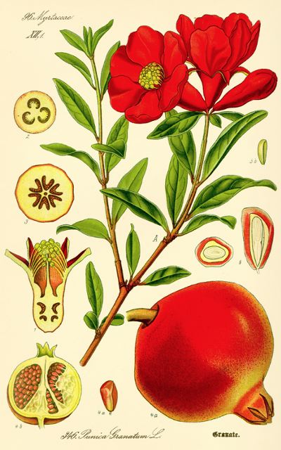 persephone8